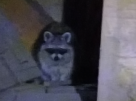 Bildschirmfoto_waschbär.png